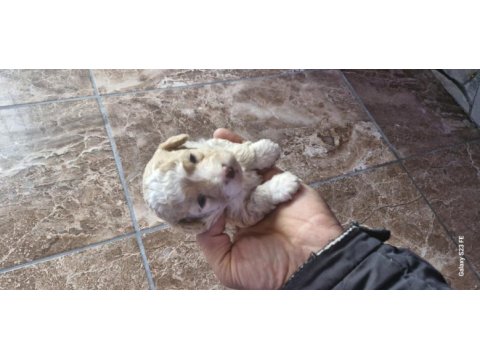 Toy poodle 2 aylık