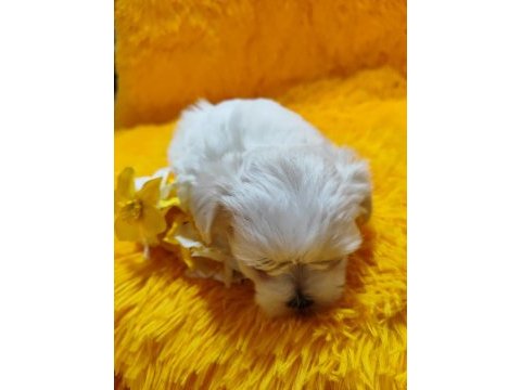Maltese terrier adrese teslim, kapıda ödeme yapabilirsiniz