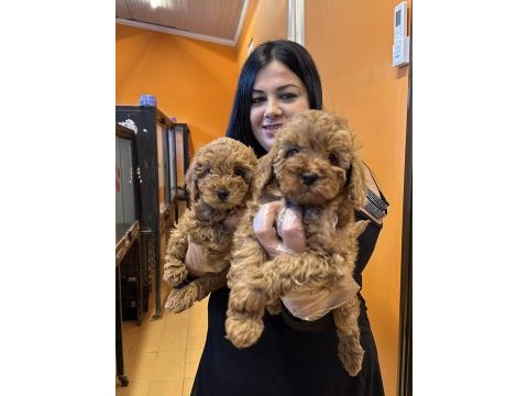Safkan ufacık toy poodle yavrularım
