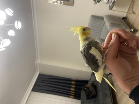 Evcil yeme düşen sultan papağanı bebek
