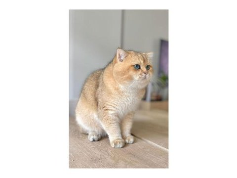 Golden british shorthair yavrular