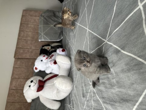 2 adet scottish fold
