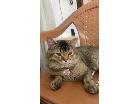 Kedimizi sahiplendiriyoruz