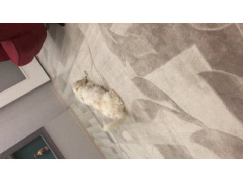 Acil sahiplendireceğiz maltese oğlumuzu
