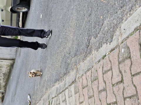 Ücretsi minyatür pinscher yavru erkek