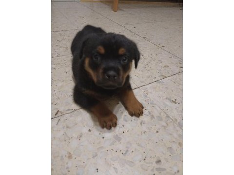 45 günlük rottweiler yavrusu