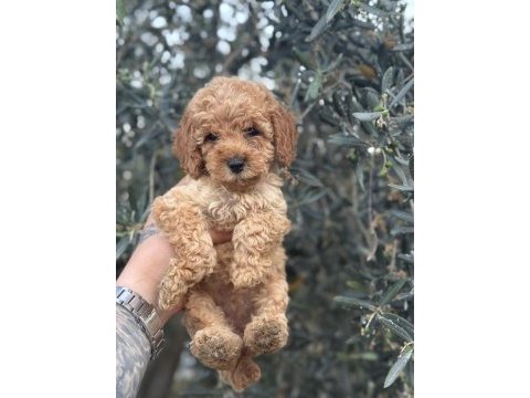 Bebek yüz poodle yavrularımız hazır
