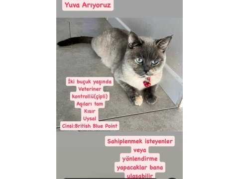 Tertemiz pırıl pırıl ev kedisi