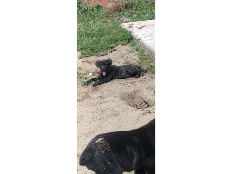 Cane corso bebekler
