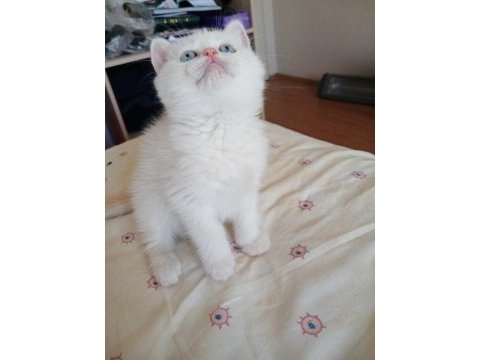 British shorthair safkan dişi yavru