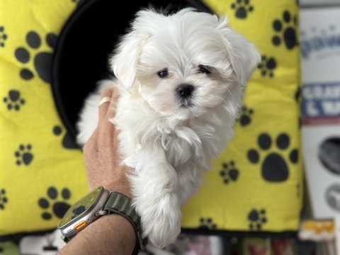 Ankarada yasal çiftlikten kore kan maltese