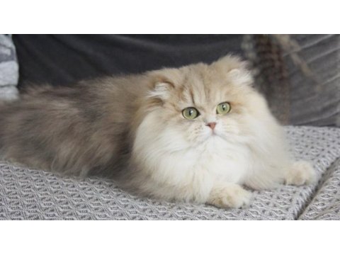 Zümrüt gözlü pofuduk kızımız