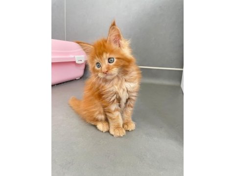 Mainecoon secereli faturalı show class red erkek 1 aylık