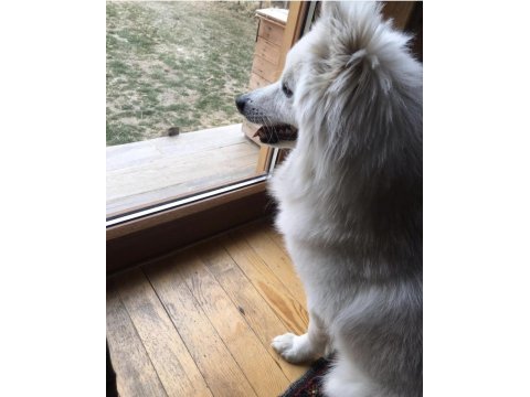Pomeranian spitz