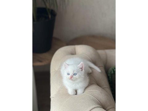 Üst düzey kalitede beyaz  british shorthair