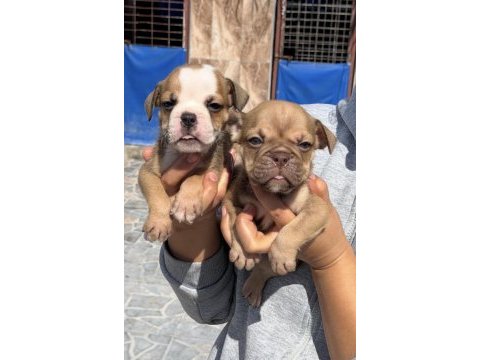 İngiliz buldog sevimli yavrular 
