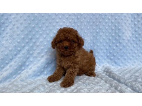 Safkan toy poodle