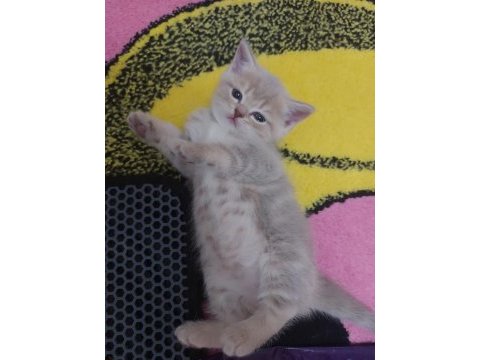 Bristh shorthair ve scotih fold yavrularimiz
