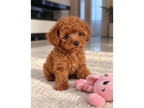 Safkan toy poodle