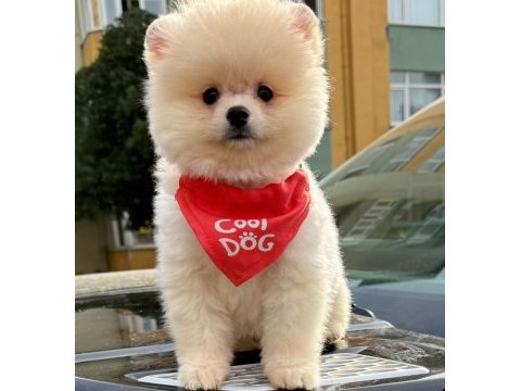 Safkan pomeranian boo bebekler
