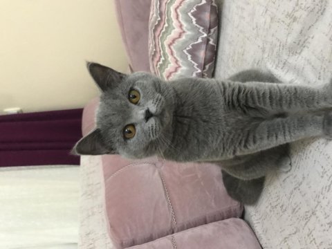 British shorthair