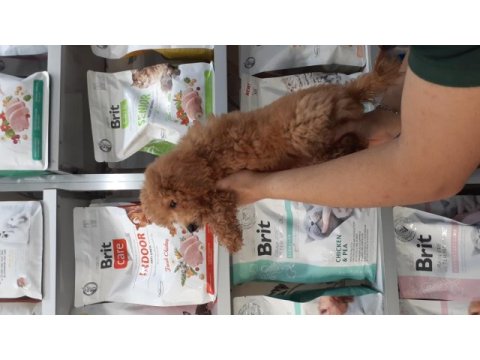 Poodle yavrularımız yeni yuvasını arıyor