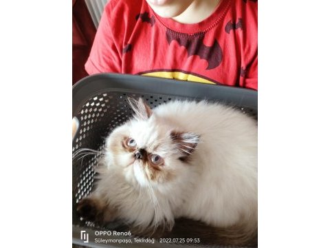 İran persian