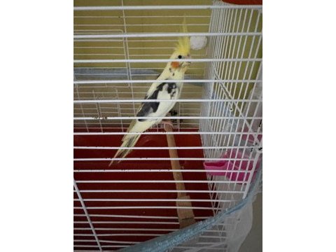 7 aylık sultan papağanı