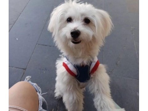 Sağlıklı maltese terrier 0 numara