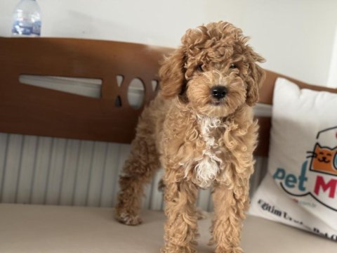 Petmode köpek çiftliğinde ziyarete açık maltipoo