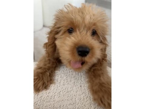 Maltipoo cinsi erkek