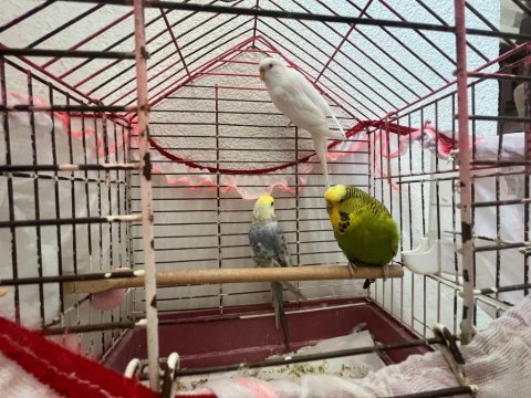 2 dişi ve 1 erkek muhabbet kuşu