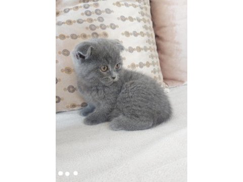 2 aylık scottish fold yavru kedilerimiz