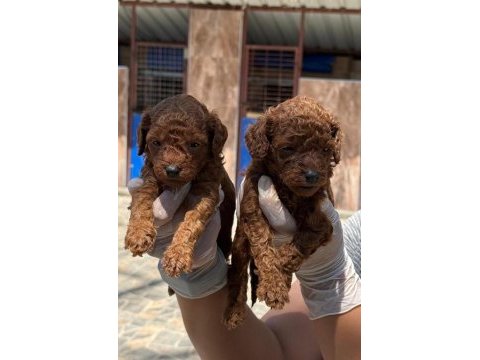 Toy poodle yavrularımız