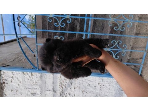 Çin aslanı köpeği