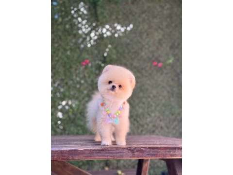 En tatlı pomeranian boo