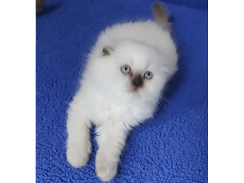 Çokolette point dişi yavrumuz yeni sahibini arıyor