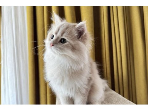 Krem rengi british longhair