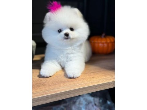 Pomeranian boo yavrular