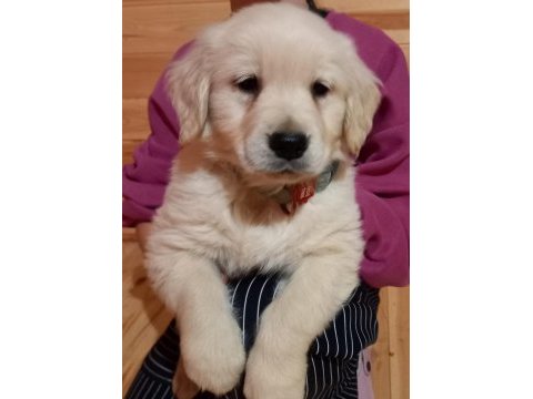 Golden retriever kapıda ödeme hizmetimiz vardır