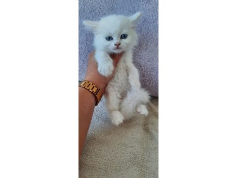 British shorthair kedisi