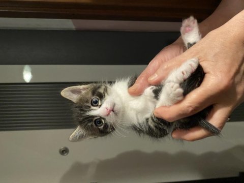 Acil tekir oyuncu yavru yuva arıyor