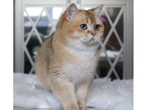 Safkan kedilerim