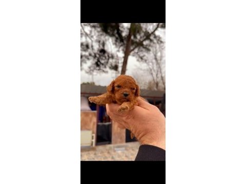 Muhteşem kalitede toy poodle yavrularımız