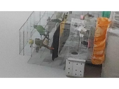 Bir çift pakistan papağanı iletişim yazıyor