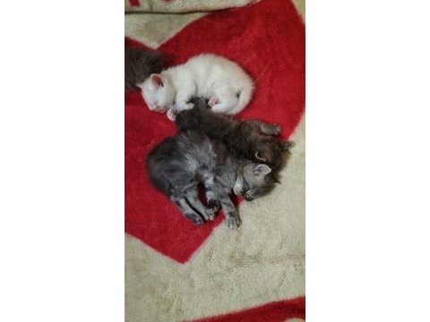Acil yuva chinchilla
