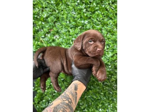 Ruhsatlı çiftlikten a kan labrador yavruları