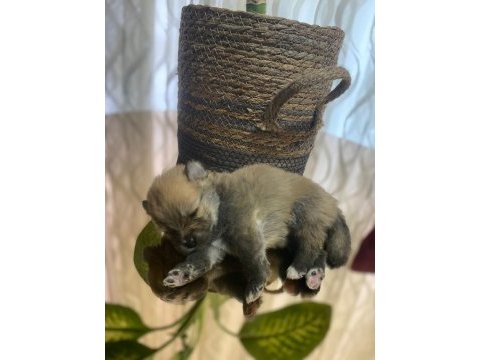 6 tane pomeranian