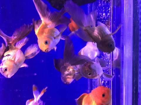 Bu fırsatı kaçırma oranda balığı