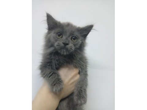 2 aylık british longhair yavru kedimiz